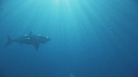 PLONGEURS, REQUIN BLANC