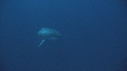 PLONGEUR, REQUIN BLANC