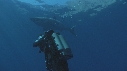 PLONGEUR, REQUIN BLANC