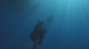 PLONGEURS, REQUIN BLANC