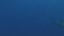 REQUIN BLANC, PLONGEUR