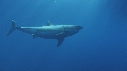 REQUIN BLANC, PLONGEUR, BATEAU, CAGE