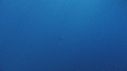 REQUIN BLANC, PLONGEUR
