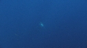 REQUIN BLANC, PLONGEUR, BATEAU, CAGE