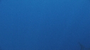 REQUIN BLANC, PLONGEUR, BATEAU, CAGE
