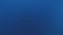REQUIN BLANC, PLONGEUR