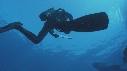 REQUIN BLANC, PLONGEUR