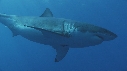 REQUIN BLANC, PLONGEUR