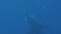REQUIN BLANC, PLONGEUR, BATEAU, CAGE