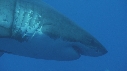 REQUIN BLANC