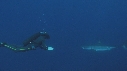 REQUIN BLANC, PLONGEUR