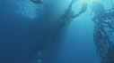 REQUIN BLANC, PLONGEUR, BATEAU, CAGE