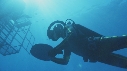 REQUIN BLANC, PLONGEUR