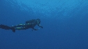 REQUIN BLANC, PLONGEUR