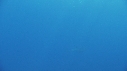 REQUIN BLANC, PLONGEUR, CAGE