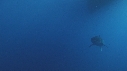 REQUIN BLANC, PLONGEUR