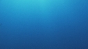 REQUIN BLANC