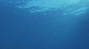 REQUIN BLANC