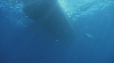 REQUIN BLANC, PLONGEUR, BATEAU