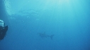 REQUIN BLANC