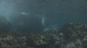 ELEPHANT DE MER