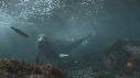 ELEPHANT DE MER