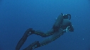 REQUIN BLANC, PLONGEUR