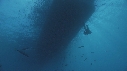 PLONGEUR, BATEAU, POISSON