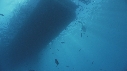 PLONGEUR, BATEAU, POISSON