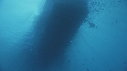PLONGEUR, BATEAU, POISSON