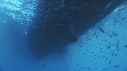 PLONGEUR, BATEAU, POISSON