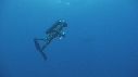 REQUIN BLANC, PLONGEUR