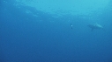 REQUIN BLANC, PLONGEUR
