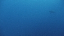 REQUIN BLANC, PLONGEUR