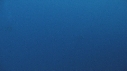 REQUIN BLANC, PLONGEUR