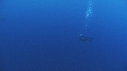 REQUIN BLANC, PLONGEUR