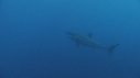 REQUIN BLANC, PLONGEUR