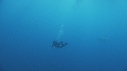 REQUIN BLANC, PLONGEUR