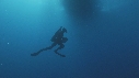 REQUIN BLANC, PLONGEUR