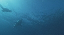 REQUIN BLANC, PLONGEUR