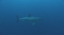 REQUIN BLANC, PLONGEUR