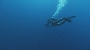 REQUIN BLANC, PLONGEUR