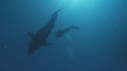 REQUIN BLANC, PLONGEUR