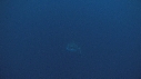 REQUIN BLANC