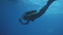 REQUIN BLANC, PLONGEUR