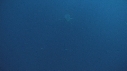 REQUIN BLANC, PLONGEUR