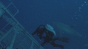 REQUIN BLANC, CAGE