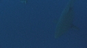 REQUIN BLANC, PLONGEUR