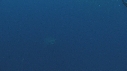 REQUIN BLANC, PLONGEUR