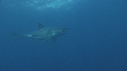 REQUIN BLANC, PLONGEUR
